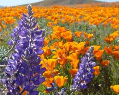 The Pranic Garden in Carlsbad